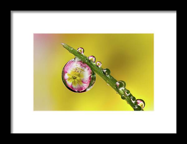 Primula Framed Print featuring the photograph Dewdrop Primula by Phil Corley  Goldenorfephotography