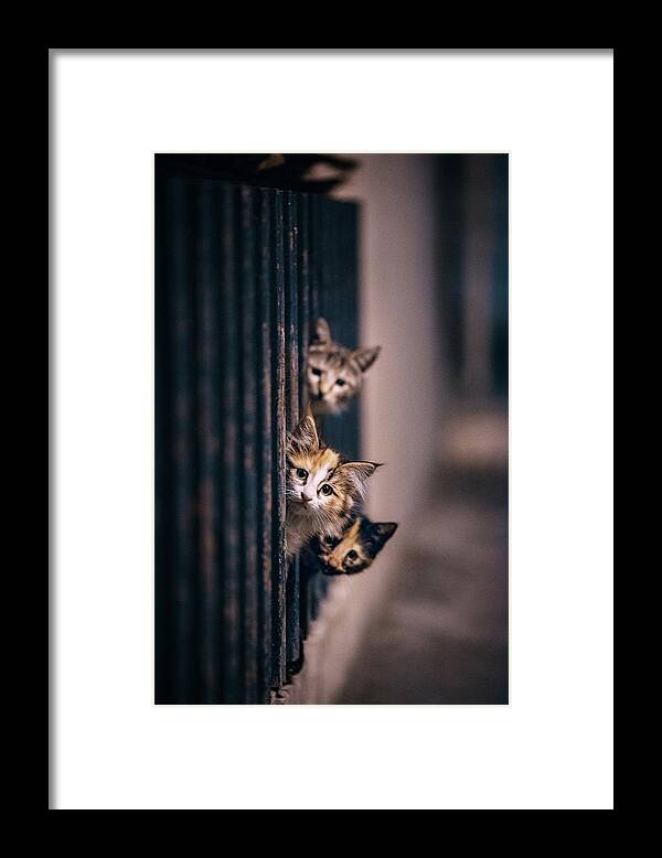 Cat Framed Print featuring the photograph Did Some One Meow..?! by Arash Shakoorzadeh Boloori
