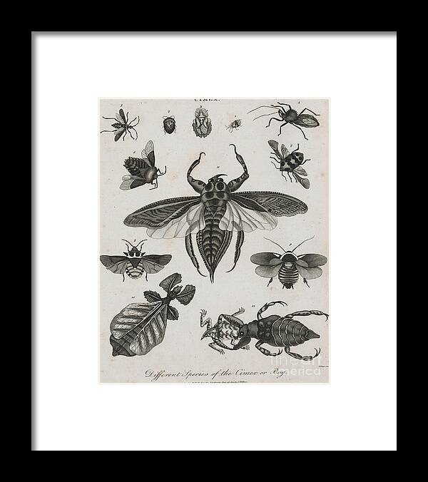 Engraving Framed Print featuring the photograph Different Species Of Bug by Bettmann