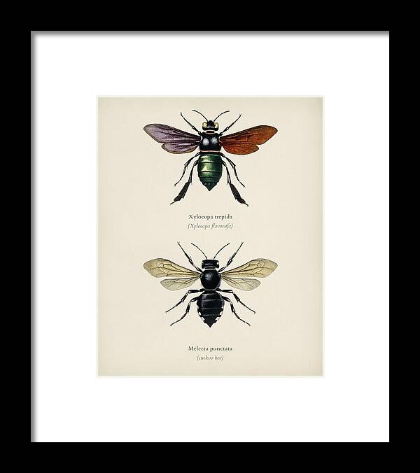Insect Framed Print featuring the painting Different types of beetles illustrated by Charles Dessalines D' Orbigny 1806-1876 9 by Celestial Images