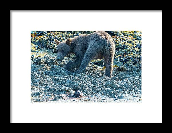 Bear Framed Print featuring the photograph Digging Holes by Mark Hunter