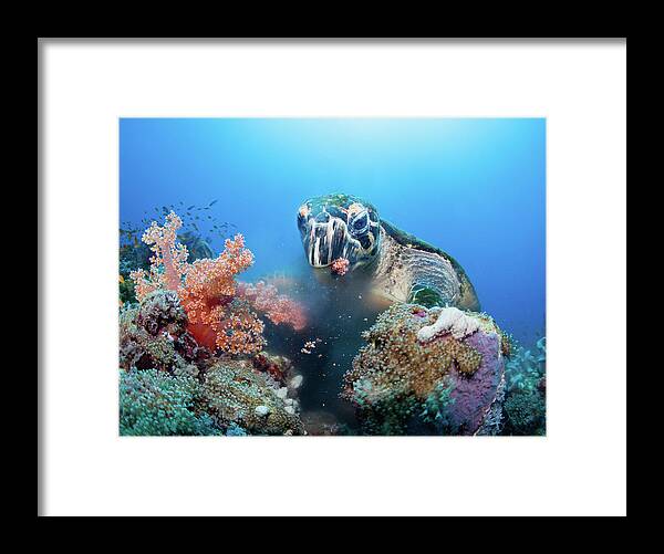 Sea Framed Print featuring the photograph Dinner Time by Andrey Narchuk