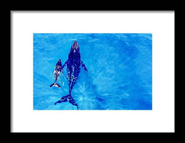 Whale
Ocean
Nature
Wildlife
Aerial
Lagoon
Marine Mammal Framed Print featuring the photograph Discover The World by Serge Melesan