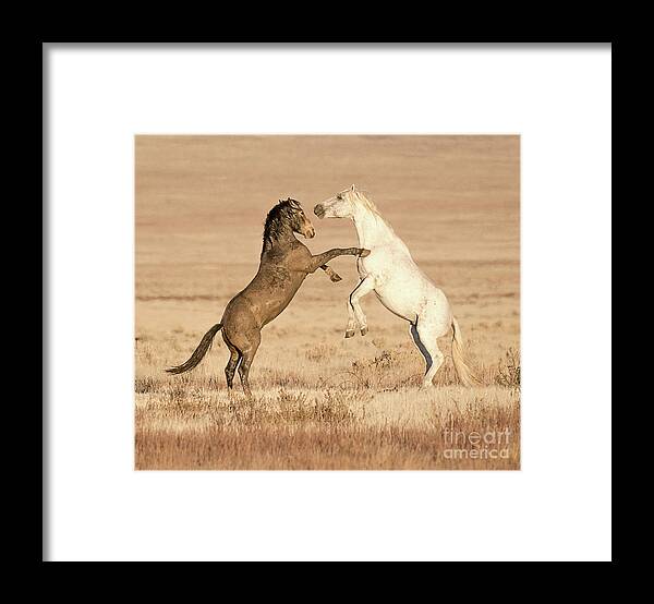 Mammal Framed Print featuring the photograph Dispute in the Desert by Dennis Hammer
