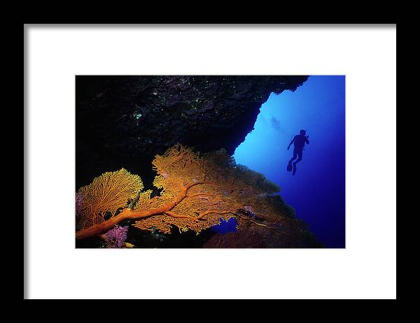 Underwater Framed Print featuring the photograph Diver And Orange Sea Fan by Tammy616