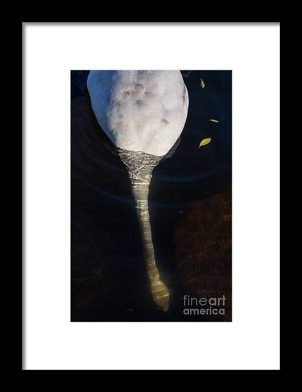 Photography Framed Print featuring the photograph Diving for food by Alma Danison