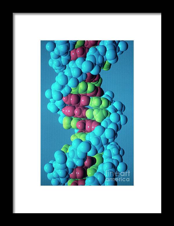 Computer Graphics Framed Print featuring the photograph Dna Molecule by Div. Of Computer Research & Technology/national Institute Of Health/science Photo Library