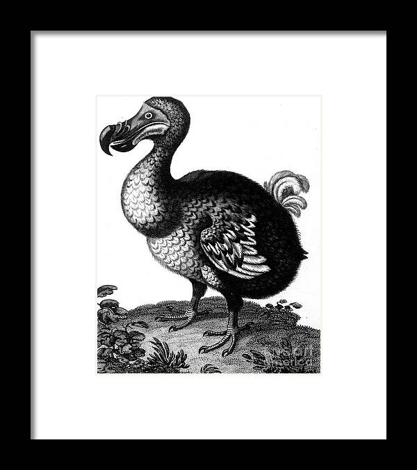 Engraving Framed Print featuring the drawing Dodo, C1804 by Print Collector