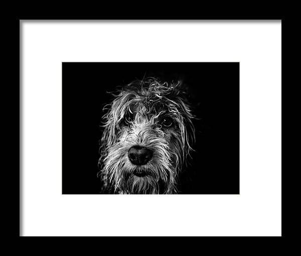 Cute Framed Print featuring the photograph Dog Face by Kemal Hay?t