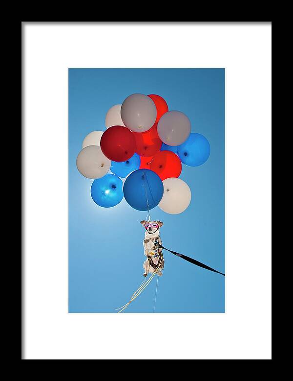 Estock Framed Print featuring the digital art Dog Floating With Balloons by Heeb Photos