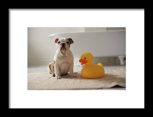 Pets Framed Print featuring the photograph Dog On Mat With Plastic Duck by Chris Amaral