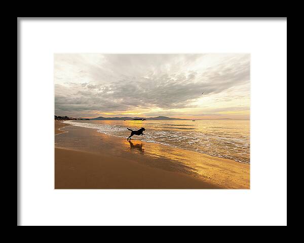 Scenics Framed Print featuring the photograph Dog Playing At Canasvieira Beach by E.hanazaki Photography