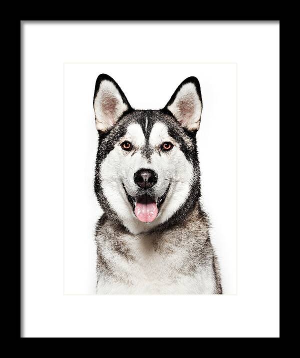 Pets Framed Print featuring the photograph Dog Portrait - Husky by Daneger