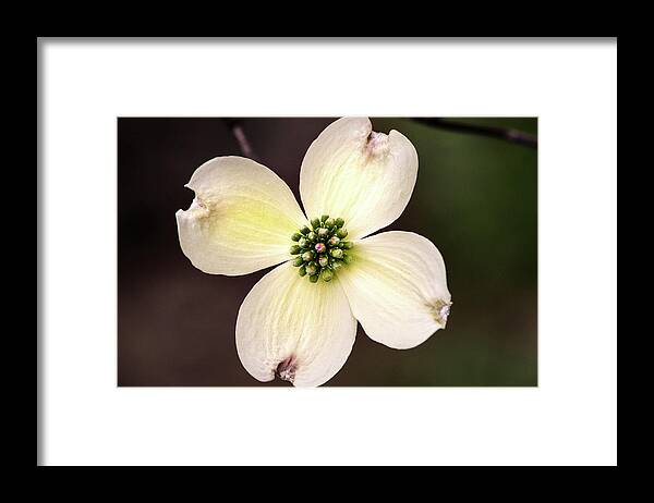 Flower Framed Print featuring the photograph Dogwood by Don Johnson