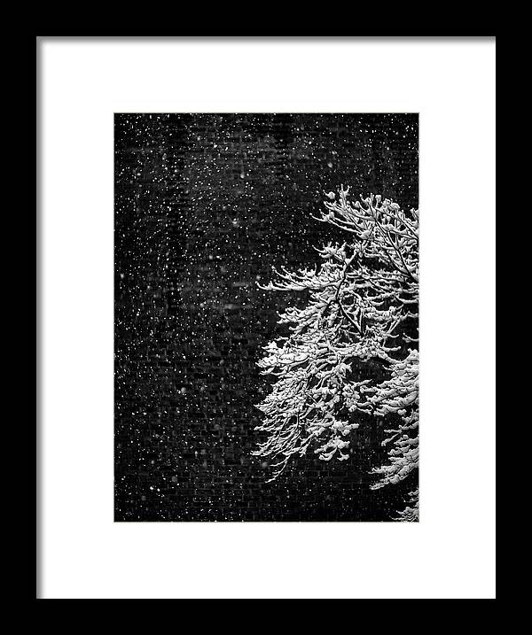 Dogwood In Snow Framed Print featuring the photograph Dogwood In Snow by Geoffrey Ansel Agrons
