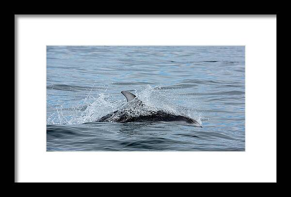 White Framed Print featuring the photograph Dolphin by Canadart -