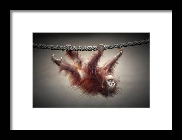 Ape Framed Print featuring the photograph Don't Murder Our Primeval Forests by Antje Wenner-braun
