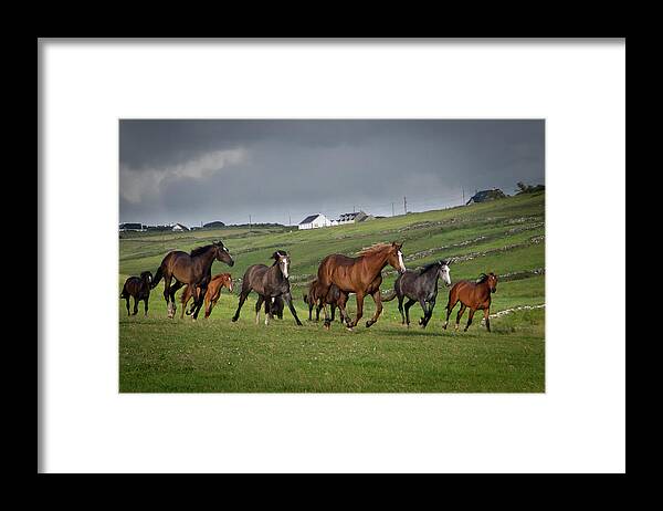 Horse Framed Print featuring the photograph Doolin Gallop by Mark Callanan