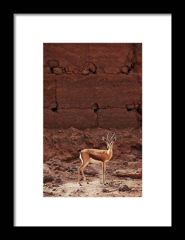 Adaptation Framed Print featuring the photograph Dorcas Gazelle (gazella Dorcas) by Ed Darack