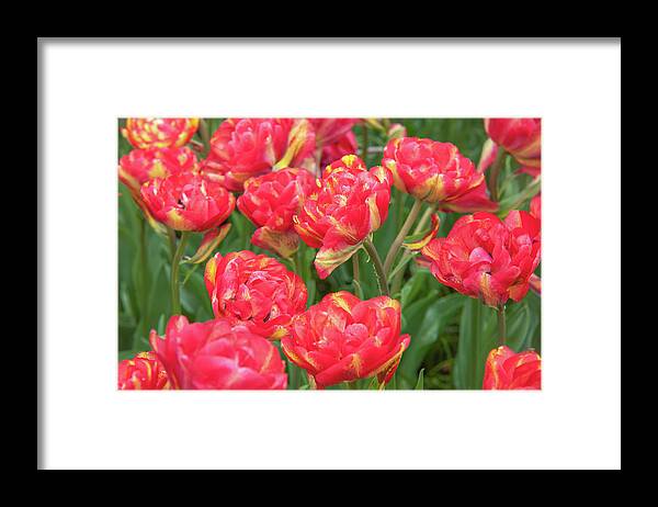 Jenny Rainbow Fine Art Photography Framed Print featuring the photograph Double Late Tulips Sundowner by Jenny Rainbow