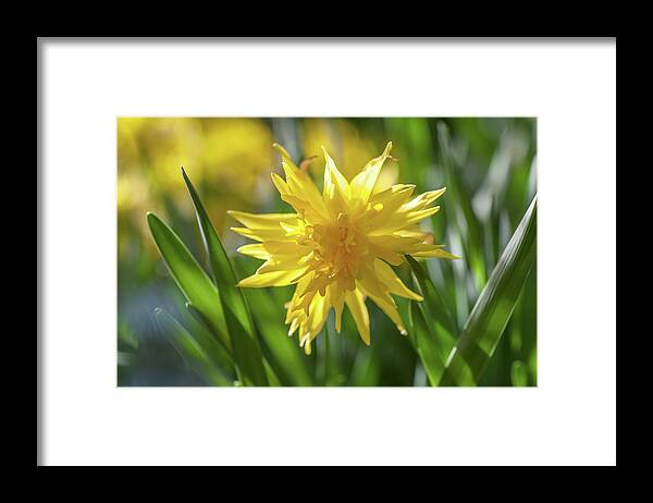Jenny Rainbow Fine Art Photography Framed Print featuring the photograph Double Narcissus Rip van Winkle 1 by Jenny Rainbow