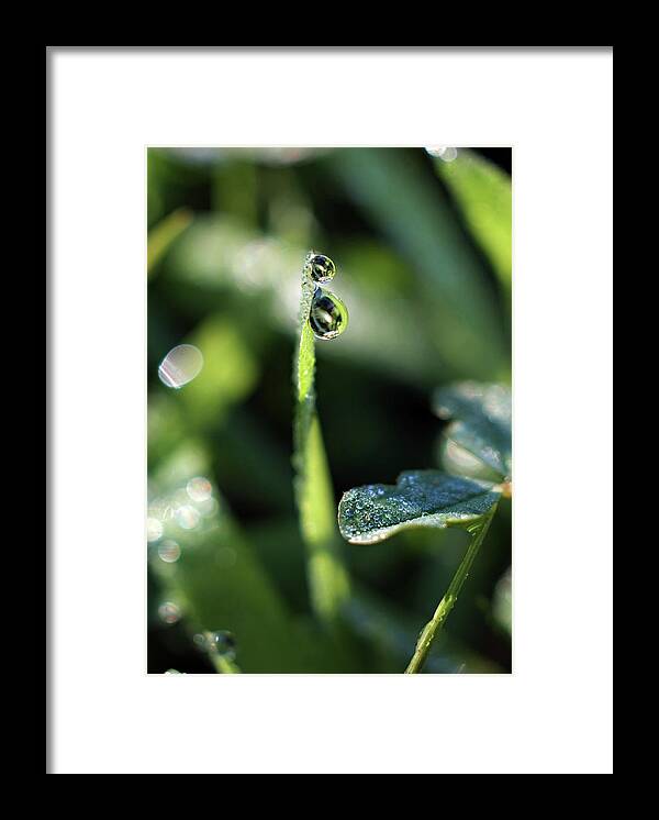 Dew Drops Framed Print featuring the photograph Double Vision by Michelle Wermuth