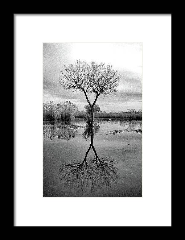 Tree Framed Print featuring the photograph Double Y Tree by Jerry Griffin