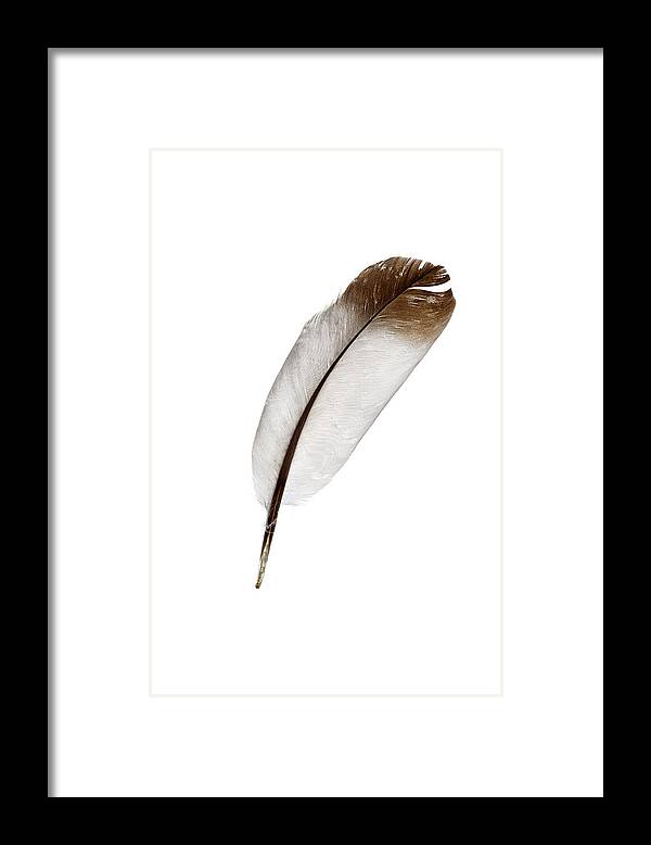 White Background Framed Print featuring the photograph Dove Feather Isolated On White by Antimartina