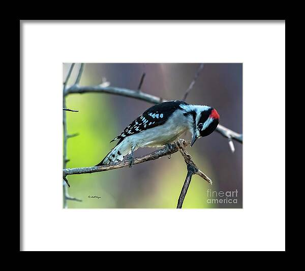 Woodpeckers Framed Print featuring the photograph Downy Woodpecker by DB Hayes