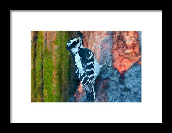 Woodpeckers Framed Print featuring the digital art Downy Woodpecker Bird by Sandra J's