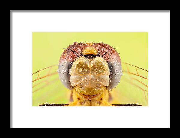 Insect Framed Print featuring the photograph Dragon Fly by Vida