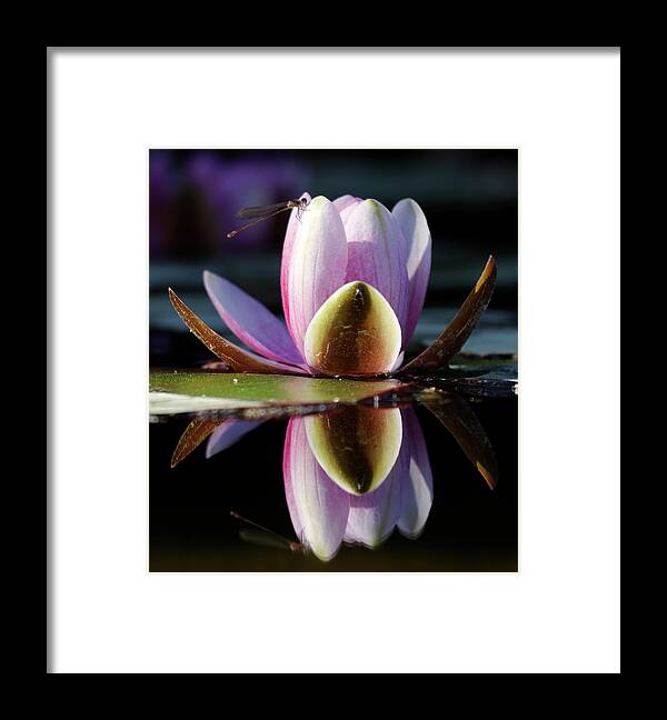 Insect Framed Print featuring the photograph Dragonfly And Water Lily by Jlr