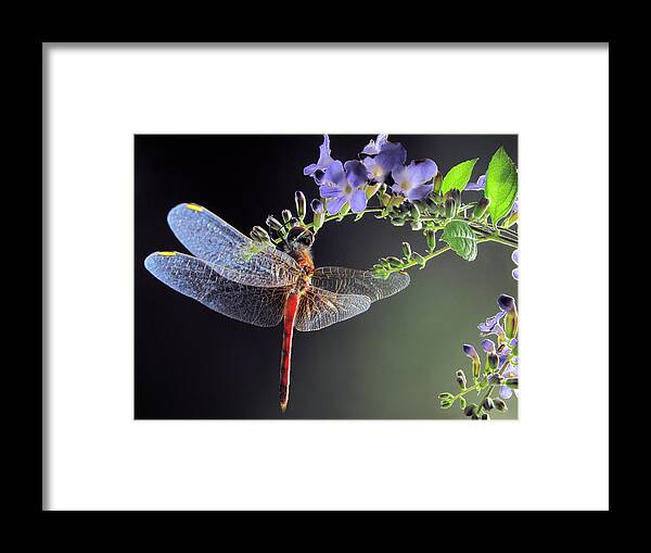 Dragonfly Framed Print featuring the photograph Dragonfly by Jimmy Hoffman