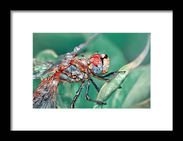 Insect Framed Print featuring the photograph Dragonfly by Mustafa ztrk