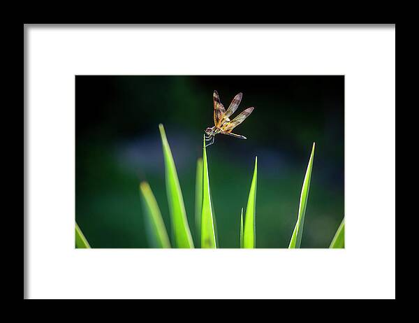 Halloween Pennant Dragonfly Framed Print featuring the photograph Yucca plant Spanish Bayonet X100 by Rich Franco