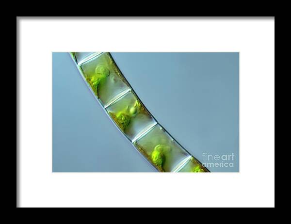 Dic Framed Print featuring the photograph Draparnaldia Green Algae by Frank Fox/science Photo Library
