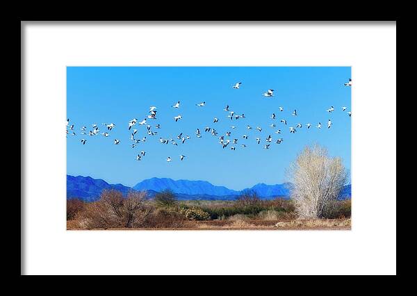 Landscape Framed Print featuring the photograph Dream Geese by Allan Van Gasbeck