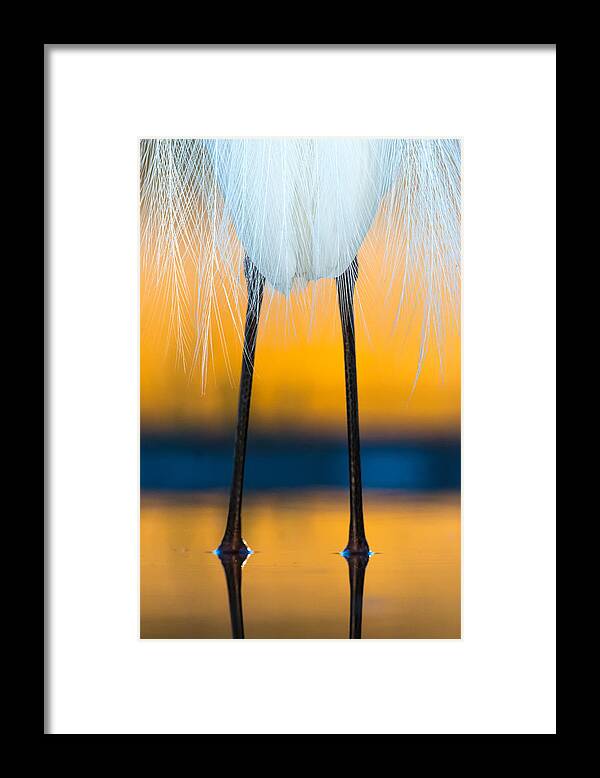 Wildlife Framed Print featuring the photograph Dressed For Dawn by Csaba Tokolyi