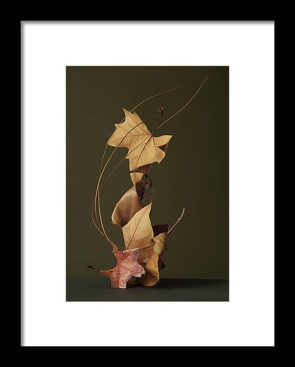 Dried Plant Framed Print featuring the photograph Dried Leaves In Stack by Paul Taylor
