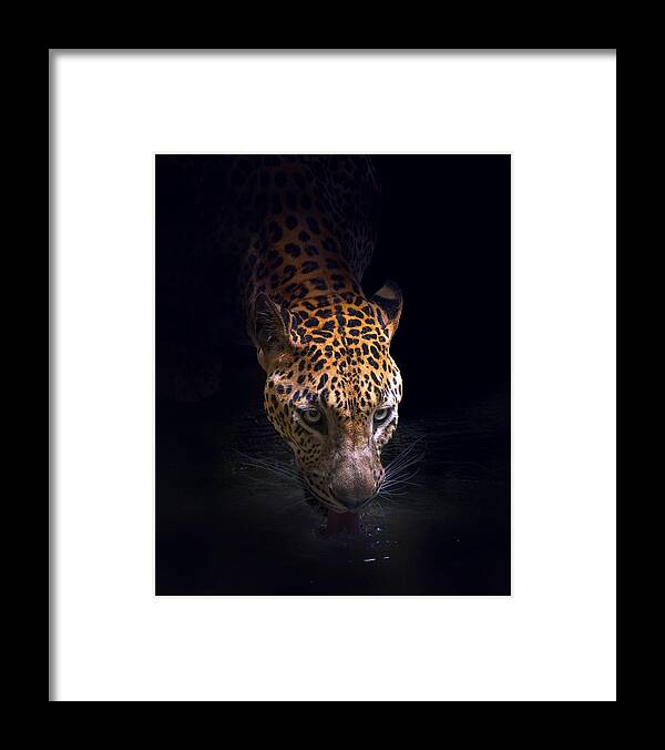 Leopard Framed Print featuring the photograph Drinking by Antonyus Bunjamin (abe)