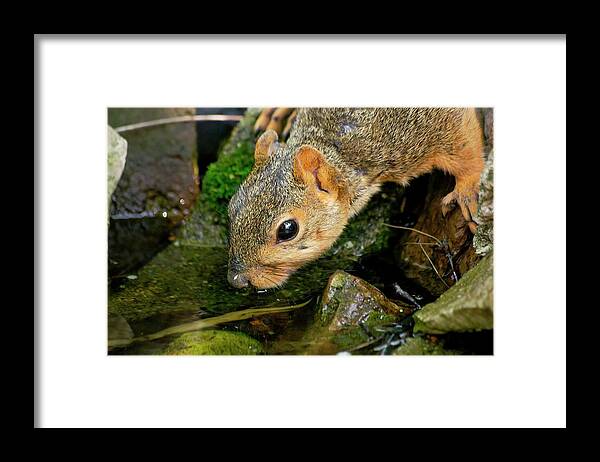 Fox Squirrel Framed Print featuring the photograph Drinking Squirrel 2 by Don Northup
