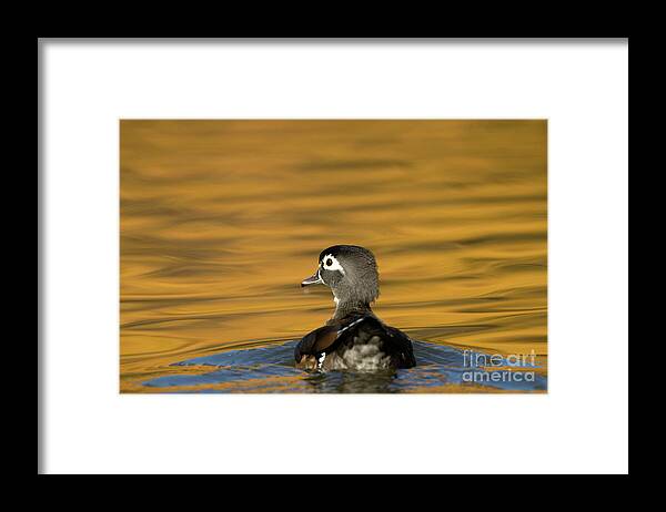 Duck Framed Print featuring the photograph Duck Series - On Golden Pond - Wood Duck by Beve Brown-Clark Photography