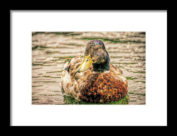 Duck Framed Print featuring the photograph Duck Swimming in Lake Toned by Don Northup