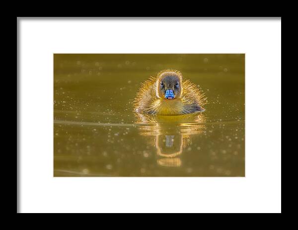Duck Framed Print featuring the photograph Duckling by Wei Liu
