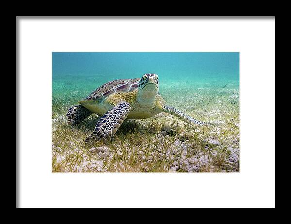 Turtle Framed Print featuring the photograph Dude by Lynne Browne