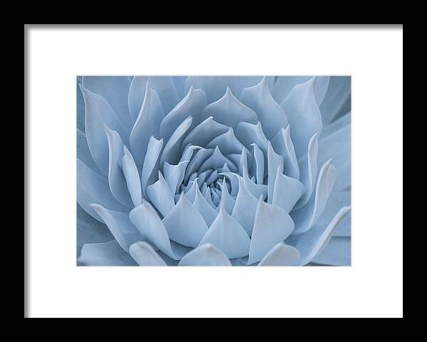 Dudleya Framed Print featuring the photograph Dudleya Anthonyi by Shelby Erickson