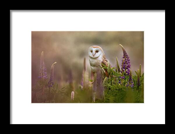 Owl Framed Print featuring the photograph During Sunrise by Michaela Fireov