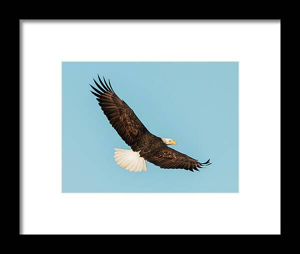 Loree Johnson Photography Framed Print featuring the photograph Eagle Back View by Loree Johnson