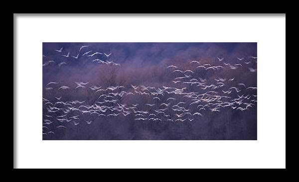 Geese Framed Print featuring the photograph Early Flight by ??? / Austin Li