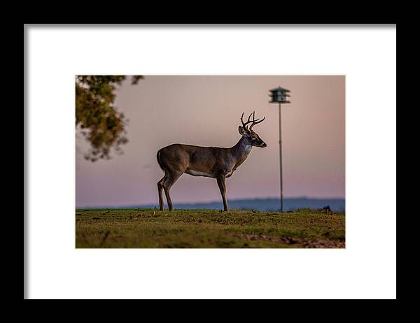 Whitetail Deer Framed Print featuring the photograph Early Morning Buck by David Wagenblatt